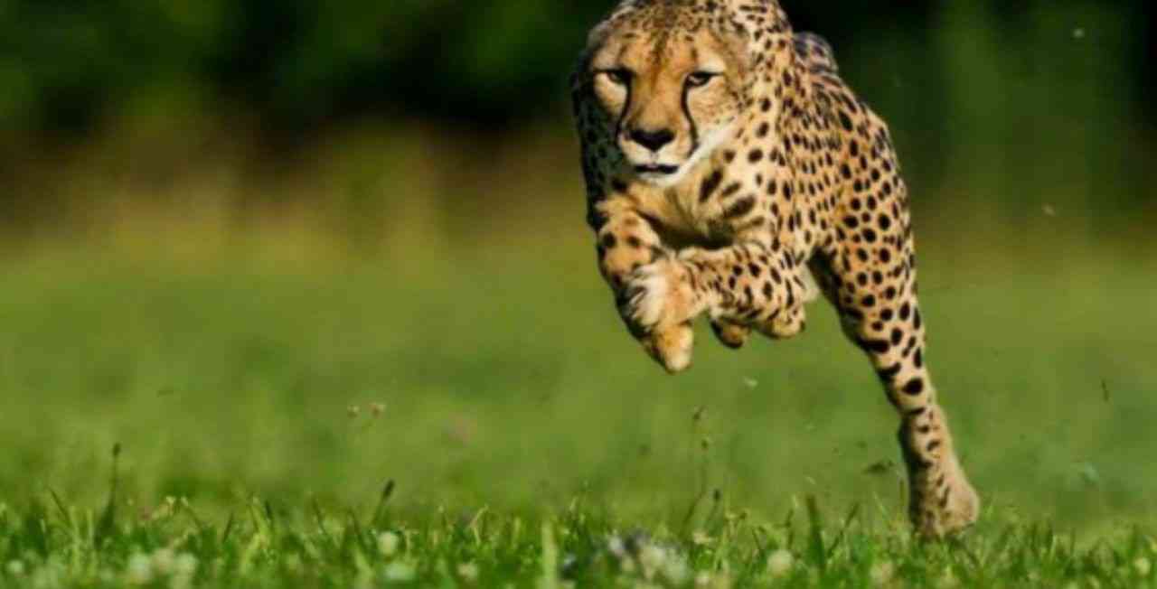 At full speed, a cheetah spends more time in the air than in contact with the ground. - MirrorLog